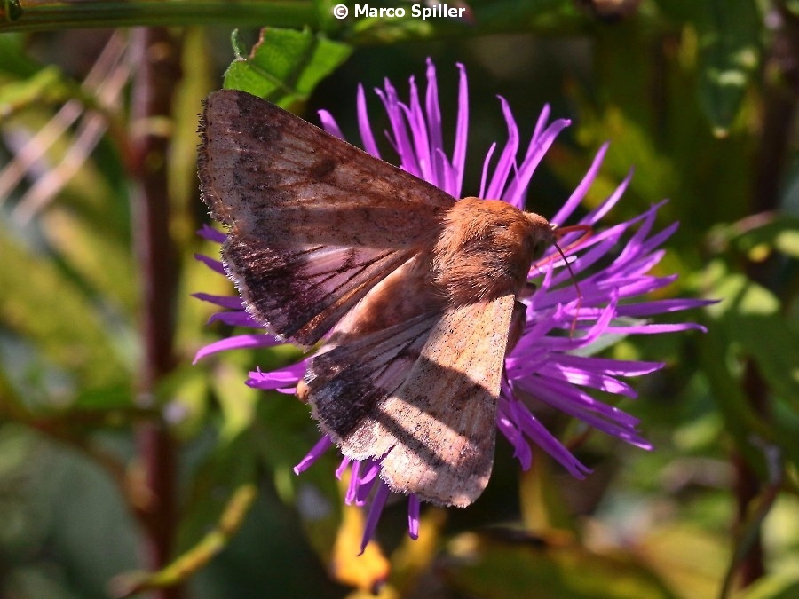 Falena da determinare -  Helicoverpa armigera, Noctuidae